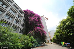 广西大学惊现20米高罕见巨型鲜花瀑布景观，南宁职业技术学院引关注