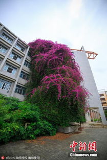 南宁一高校现巨型三角梅 鲜花瀑布 景观